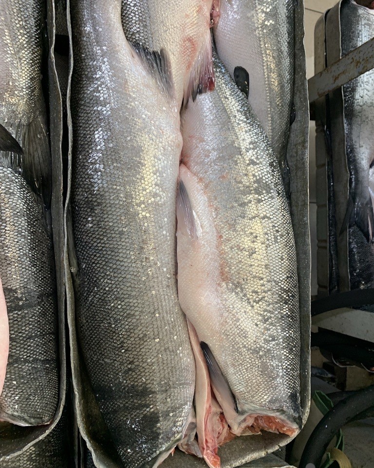 Wholesale Coho Salmon HG - Image 3