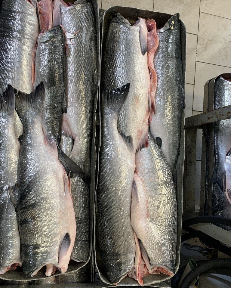 Wholesale Coho Salmon HG - Image 5
