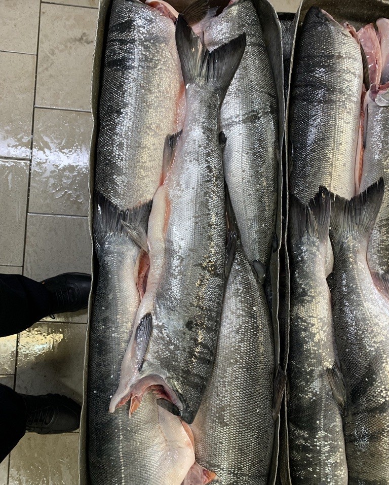 Wholesale Coho Salmon HG - Image 2