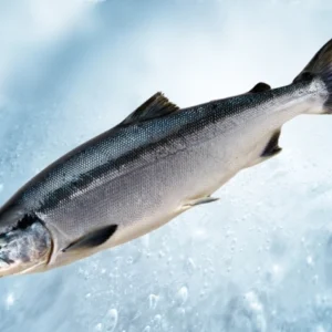 Sockeye Salmon HG