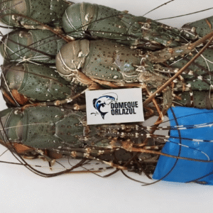 Wholesale Frozen lobster