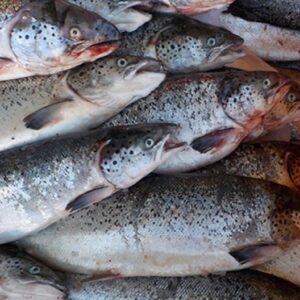 Atlantic Salmon HG